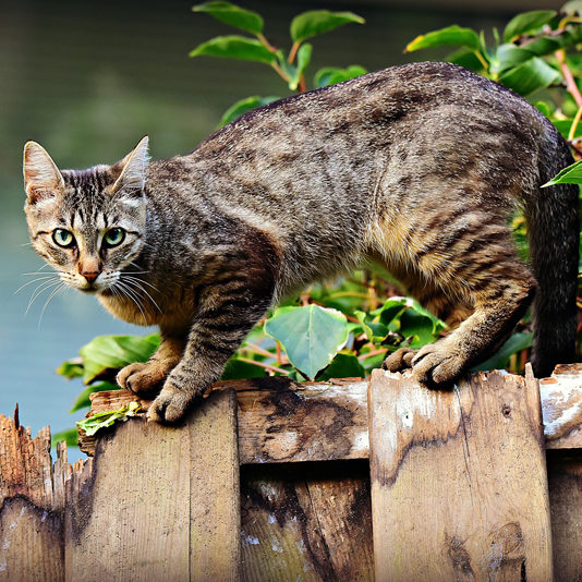 chat barriere CA800 chat qui suis je pascale feltrin