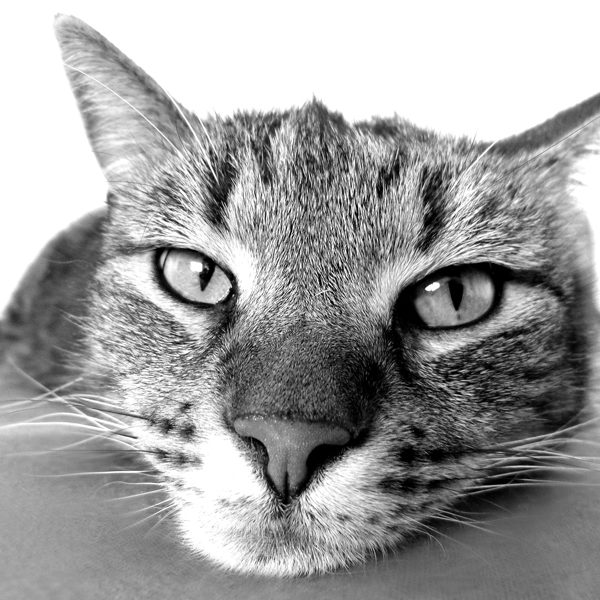 chat etale NB CA800 chat qui suis je comanimale