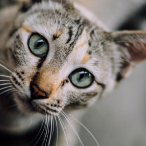 chat gros plan CA800 Communication animale bengal