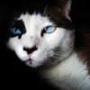 Communication animale chat yeux bleus
