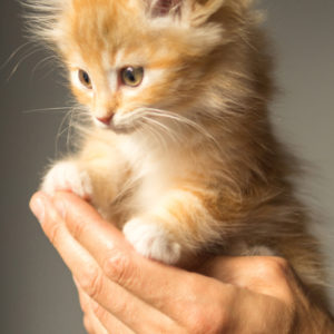 chat main com animale