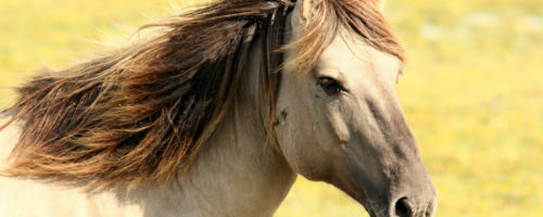 cheval pre 3 CA800 cheval travail mémoire comanimale