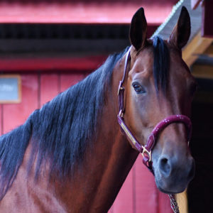 cheval2 box CA800 Communication animale cheval écurie
