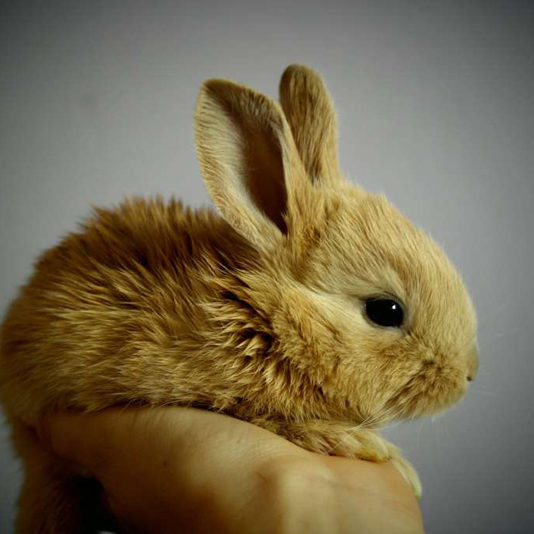 lapin 1 800 Communication Animale lapin