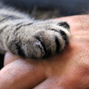 patte chat main CA800 atelier communication animale
