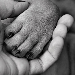 chien patte main NB-800 chien patte main NB-800
