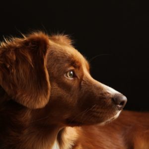 chien marron communication animale Comanimale and Art 1