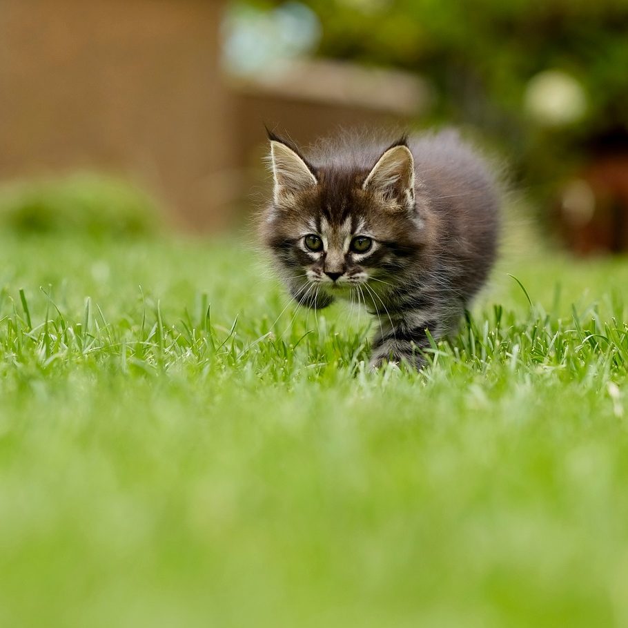 chaton comanimale chaton qui suis je pascale feltrin