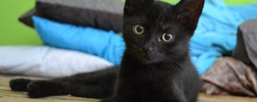 chaton petit atelier comanimale