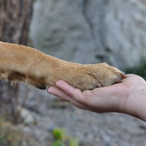 patte chien main petit conférence comanimale