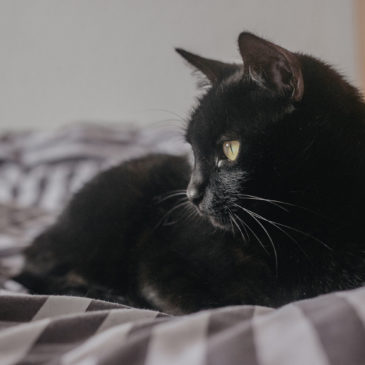 chat noir com animale