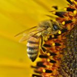 tournesol abeille com animale
